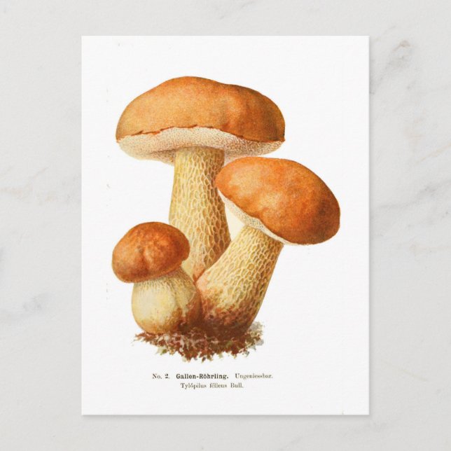 Carte Postale Tylopilus (Devant)