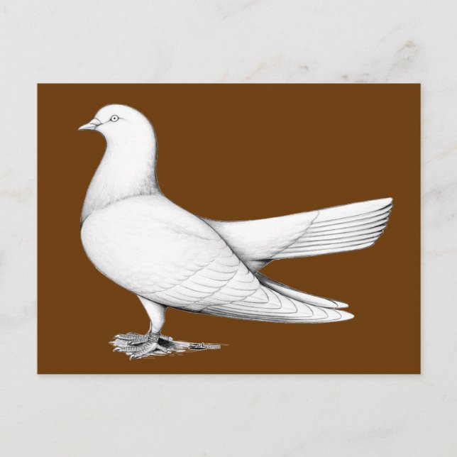 Carte Postale Type de vol Oriental Roller Pigeon (Devant)