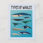 Carte Postale Types De Baleines Variété Mammifère Océanique<br><div class="desc">Liste des baleines à l'express amour pour les baleines et les créatures océaniques!</div>