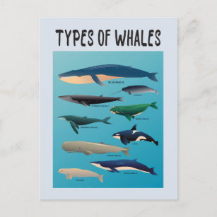 Carte Postale Types De Baleines Variété Mammifère Océanique