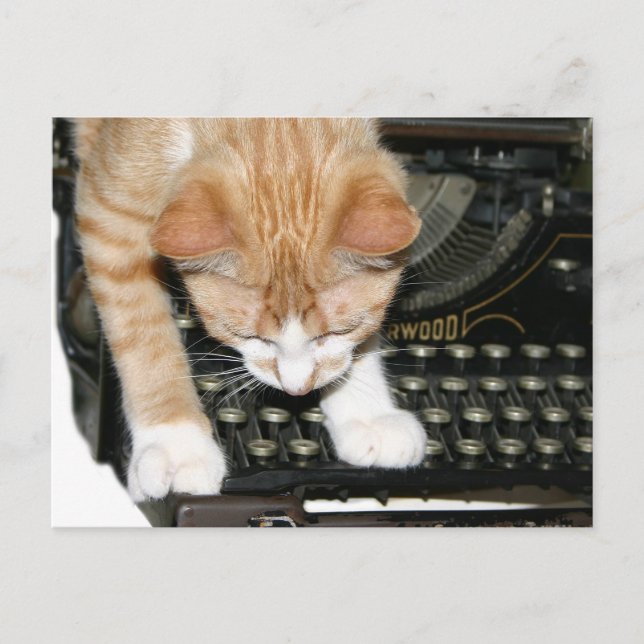 Carte Postale Types de chat Kitty (Devant)