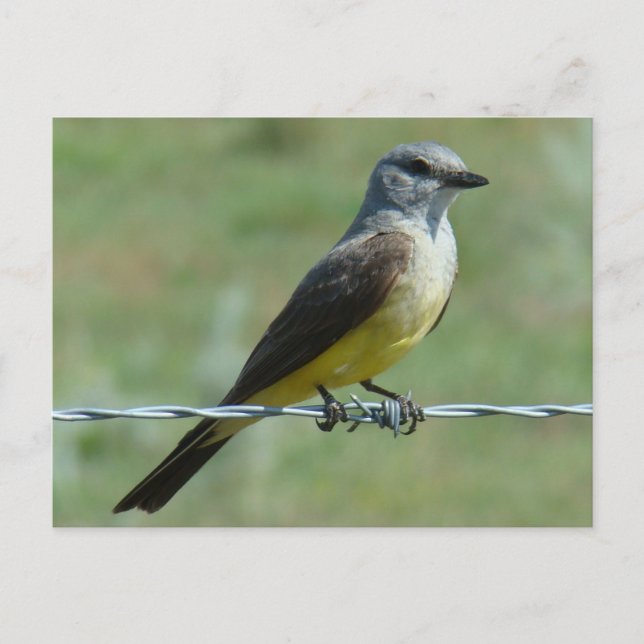 Carte Postale Tyran à bec épais de l'Ouest (Devant)