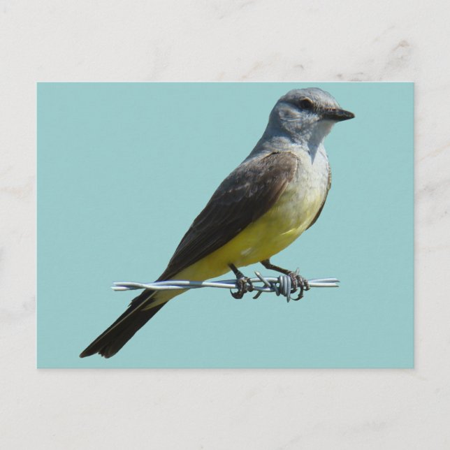 Carte Postale Tyran à bec épais de l'Ouest (Devant)
