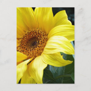Carte Postale U R mon tournesol