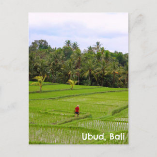 Carte postale Ubud Bali Indonésie rizières champs