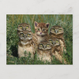 Carte Postale uil en chaton