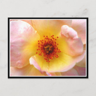 Carte Postale Ultra Fleur