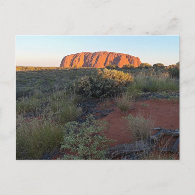 Carte Postale Uluru Sunrise et Flore du désert (Devant)