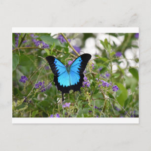 CARTE POSTALE ULYSSES BUTTERFKY RURAL QUEENSLAND AUSTRALIE