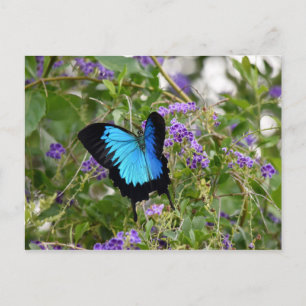 CARTE POSTALE ULYSSES BUTTERFLY RURAL QUEENSLAND AUSTRALIE
