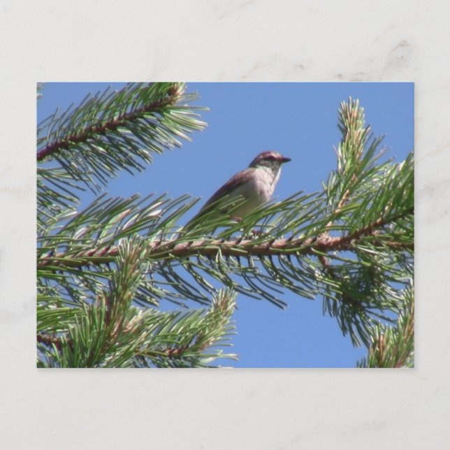 Carte Postale Umatilla Forêt nationale Faune Oiseaux Aves Animau (Devant)