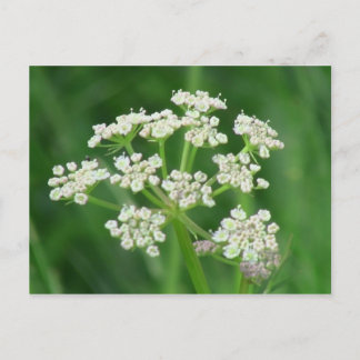 Carte Postale Umatilla Oregon Flora Fleurs Plantes Botanique