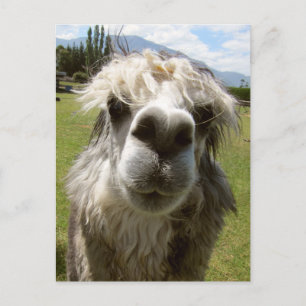 Carte Postale Un Alpaca shaggy