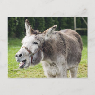 Carte Postale Un âne