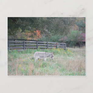 Carte Postale Un âne dans un champ d'automne.