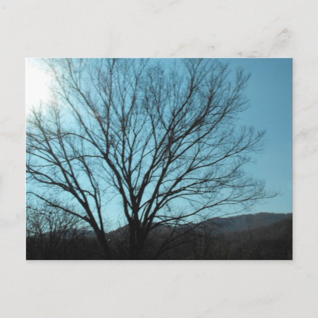 Carte Postale Un arbre (Devant)