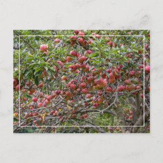 Carte Postale Un arbre à pomme