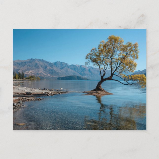 Carte Postale Un arbre dans un lac (Devant)