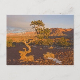 Carte Postale Un arbre de genévrier de l'Utah (Juniperus osteosp