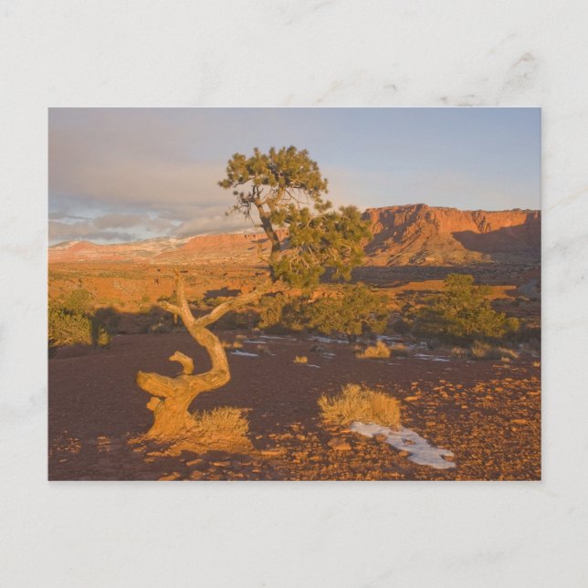 Carte Postale Un arbre de genévrier de l'Utah (Juniperus osteosp (Devant)