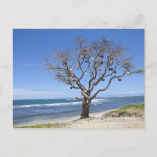 Carte Postale Un arbre décoré de vieilles bouées sur la plage à