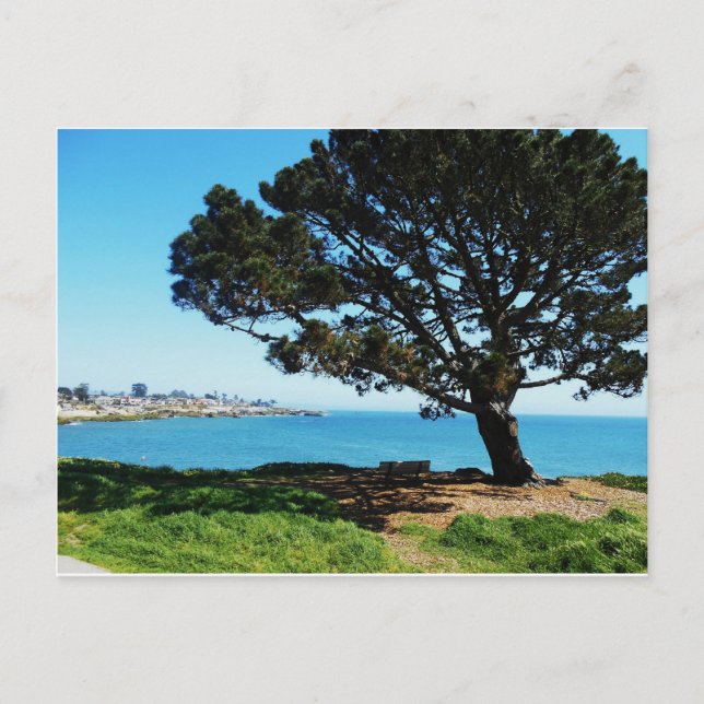 Carte Postale Un Arbre Pour Toutes Les Saisons (Devant)