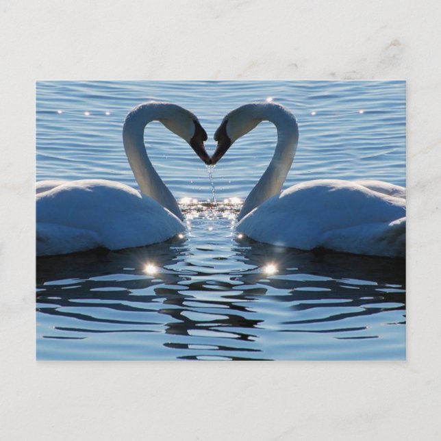 Carte Postale Un baiser du coeur du cygne, réflexions sur l'amou (Devant)