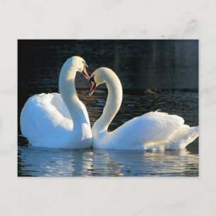 Carte Postale Un baiser du coeur du cygne, réflexions sur l'amou