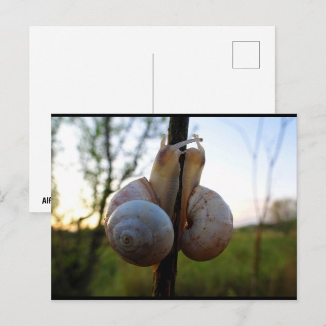 Carte Postale Un Baiser Lent et Doux (Devant / Derrière)
