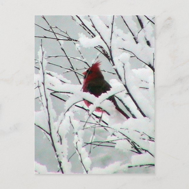 Carte Postale Un Beau Cardinal Rouge Dans Les Arbustes Couverts  (Devant)