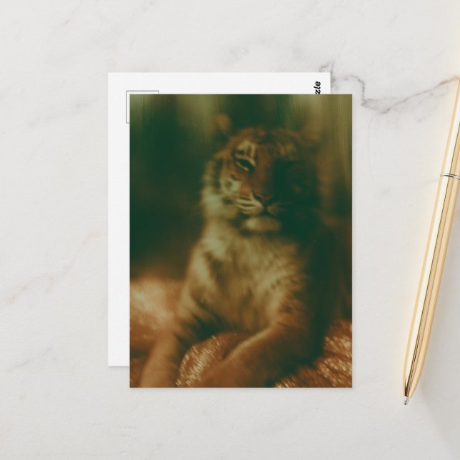 Carte Postale Un beau tigre en robe  (Devant/Arrière en situation)