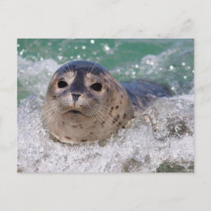 Carte Postale Un bébé phoque surfant