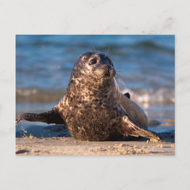 Carte Postale Un bébé phoque venant à terre dans la piscine pour (Devant)