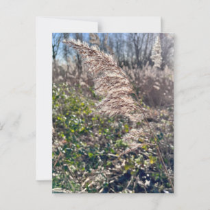 Carte Postale Un bonheur d'automne...