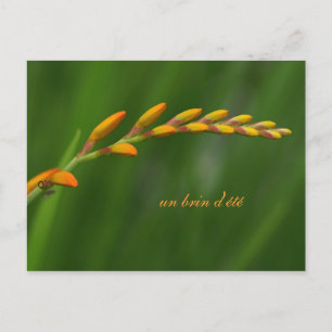 Carte Postale un brin d'été