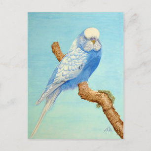 Carte Postale Un Budgie perché sur une branche