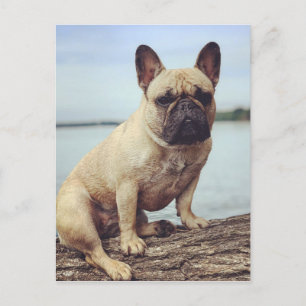 Carte Postale Un Bulldog français