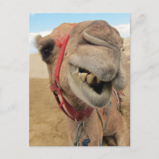 Carte Postale Un Camel Gai