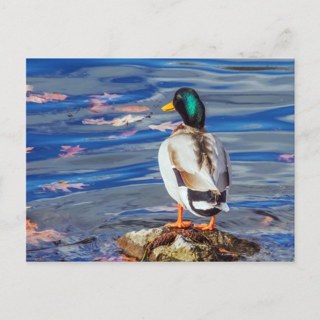 Carte Postale Un canard contacte une nage. (Devant)