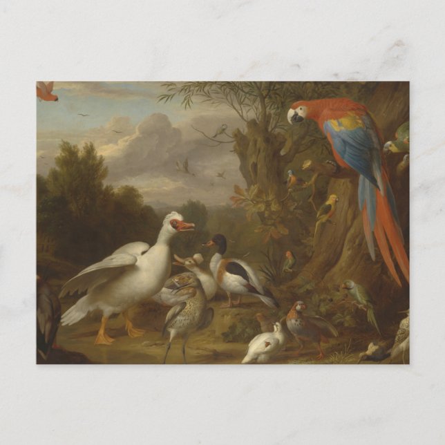 Carte Postale Un canard macaw Parrots et autres oiseaux dans un  (Devant)