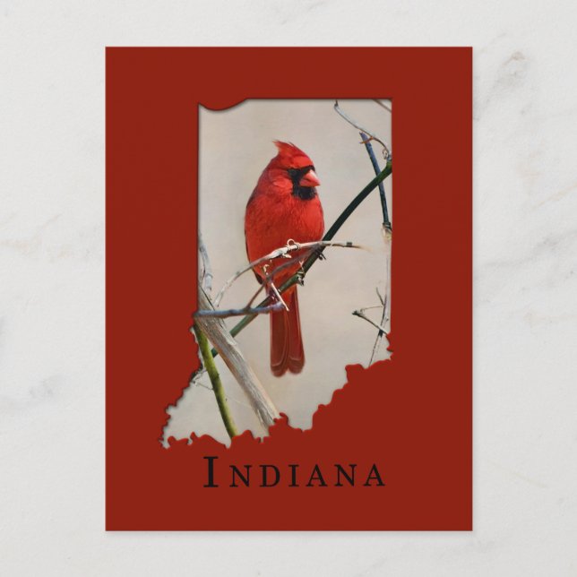 Carte Postale Un cardinal dans la forme de l'Indiana (Devant)