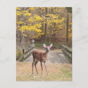 Carte Postale Un cerf dans le parc