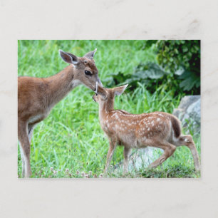 Carte Postale Un cerf qui s'embrasse face