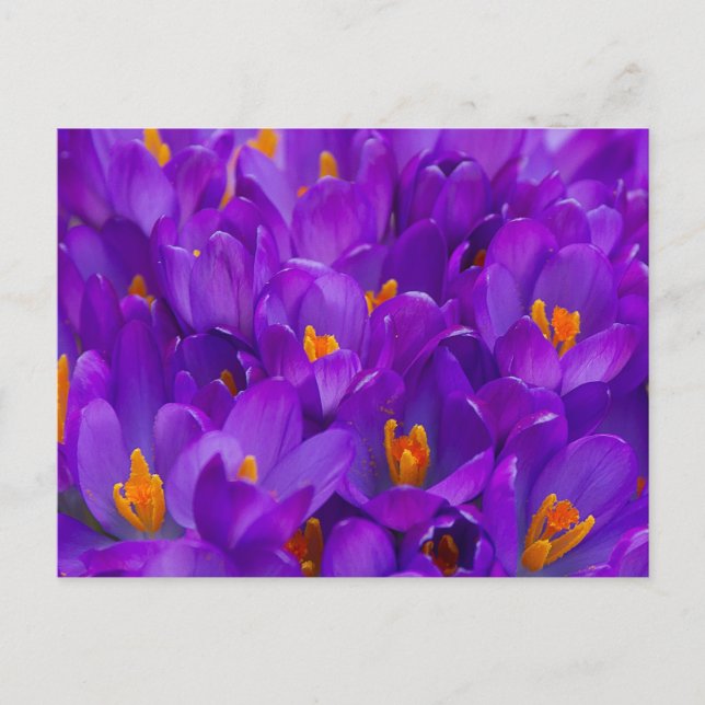 Carte Postale Un champ de crocus violets (Devant)