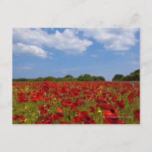 Carte Postale Un Champ De Fleurs Rouges