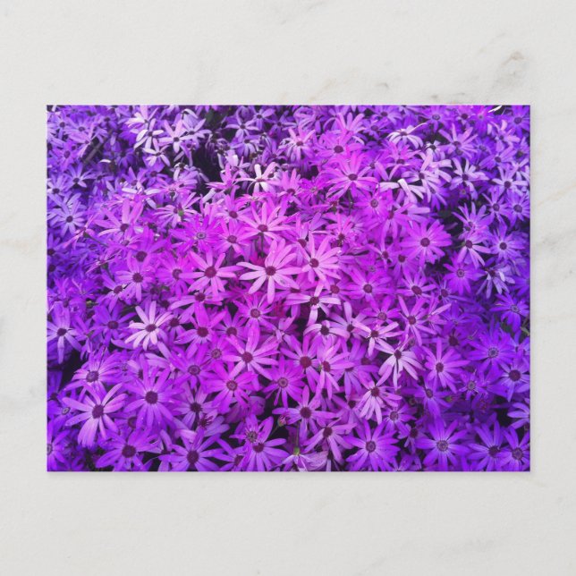 Carte Postale Un champ de marguerites violettes et roses (Devant)