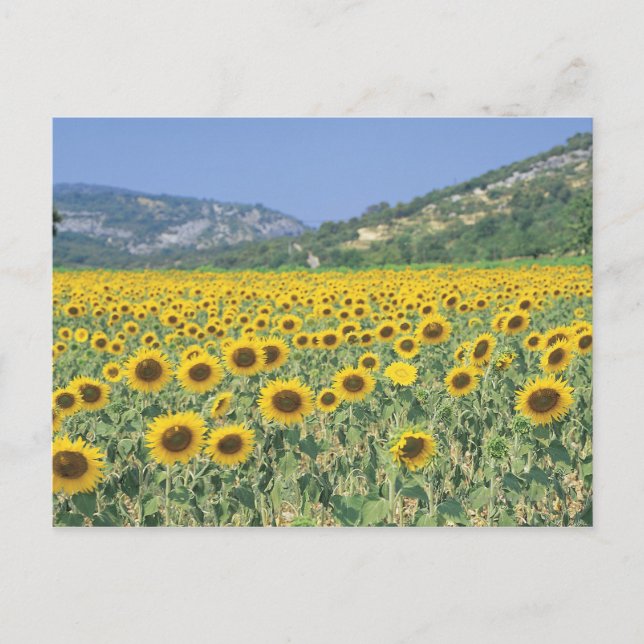 Carte Postale un champ de tournesols (Devant)
