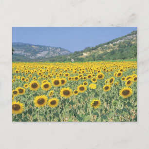 Carte Postale un champ de tournesols