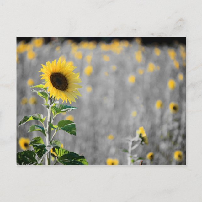 Carte Postale Un champ de tournesols en noir et blanc (Devant)