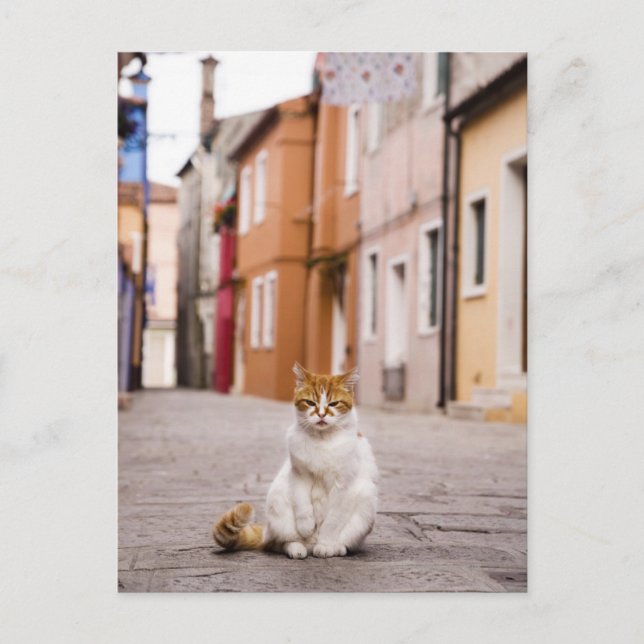 Carte Postale Un chat dans les rues de Burano, Italie. 2006. (Devant)